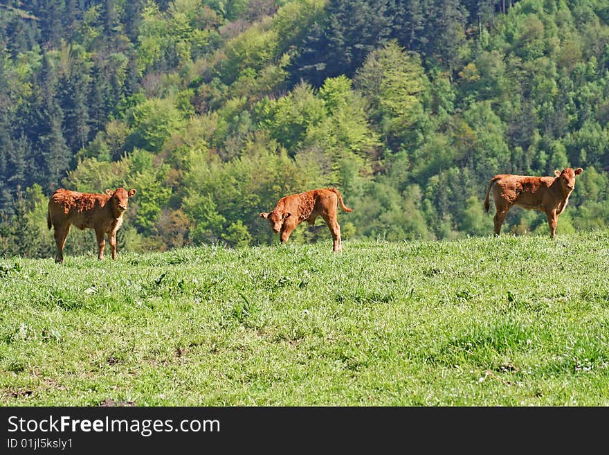 The three calves