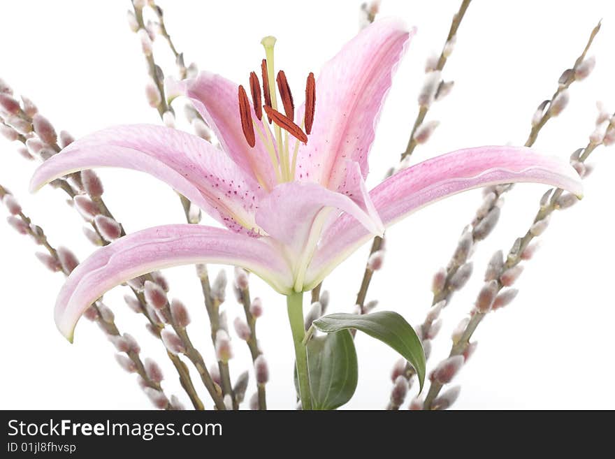 Stargazer lily flower closeup