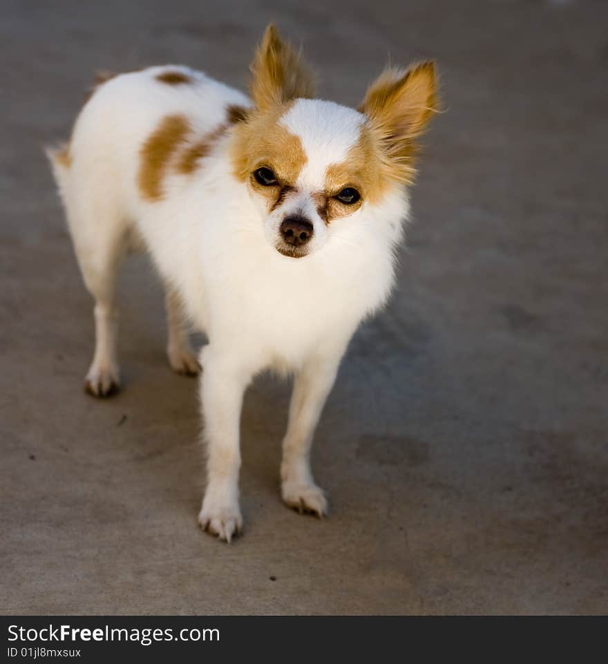 Photo of a small Chihuahua purebred dog