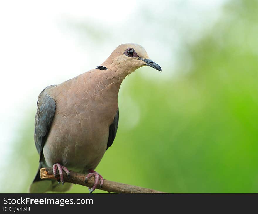 Red eyed dove against a green out of focus
background #2