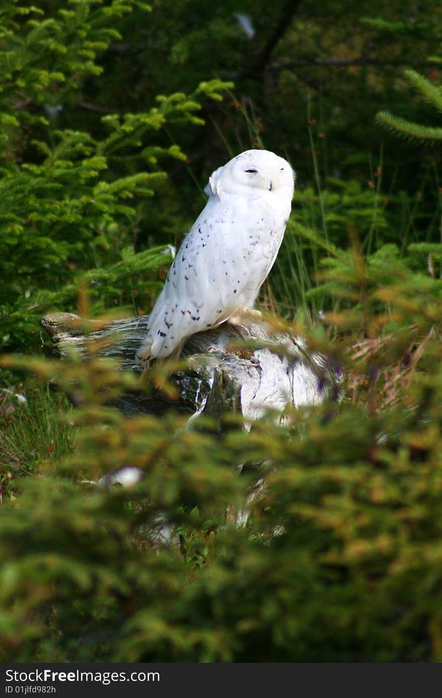 Snowy Owl