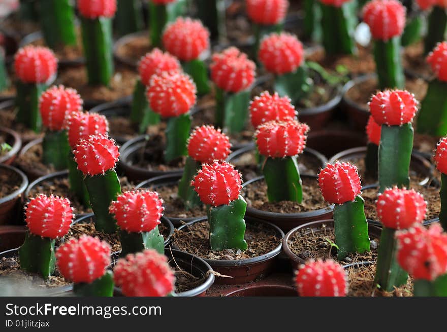 Red Gymnocalycium Mihanovichii Cacti