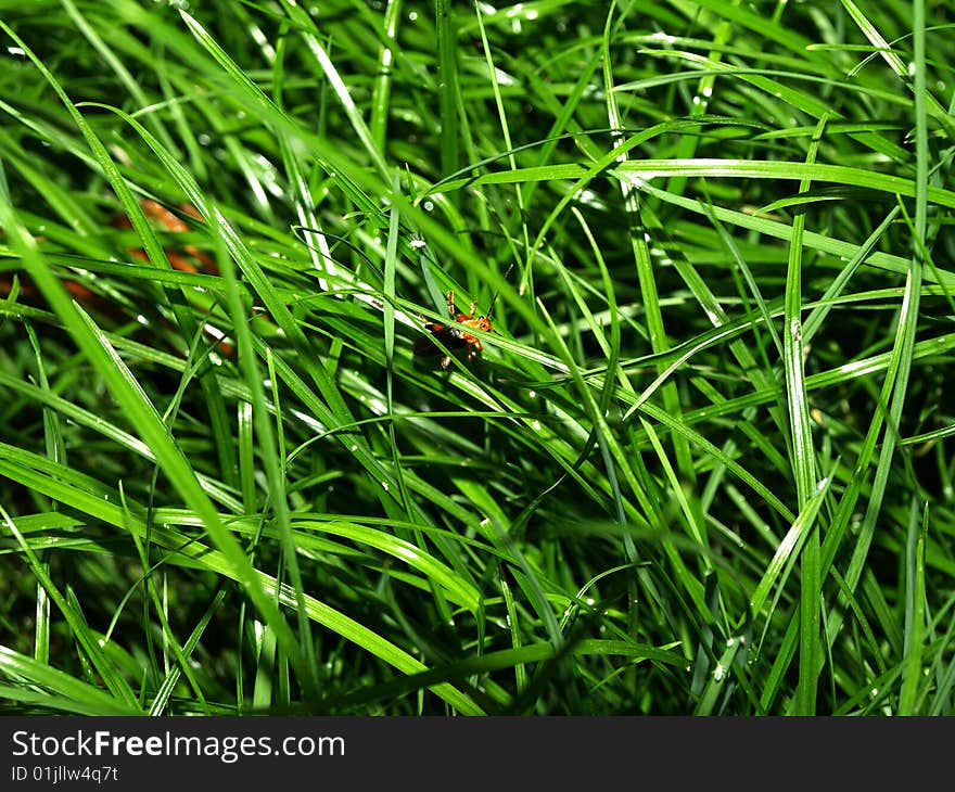 Small insect spryatolos in the green grass