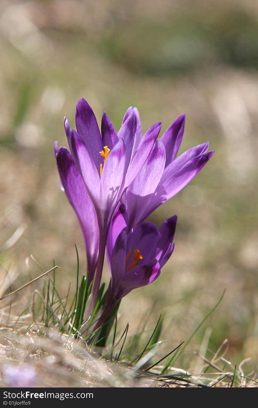 Beautiful violet crocus against light. Beautiful violet crocus against light