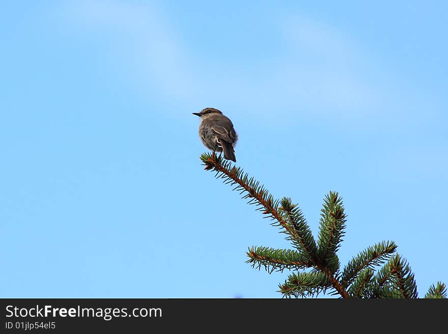 Bird against blue sky