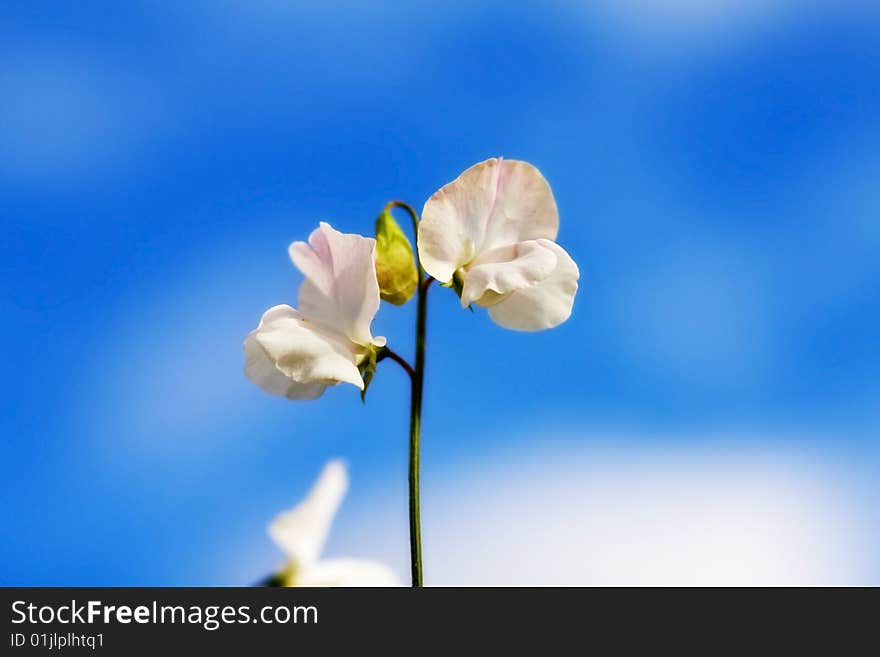 Celebrating new life and spring with beautiful garden white flowers (Antirrhinum Majus, Snapdragon) over clear blue sky. Shallow depth of field. Celebrating new life and spring with beautiful garden white flowers (Antirrhinum Majus, Snapdragon) over clear blue sky. Shallow depth of field.