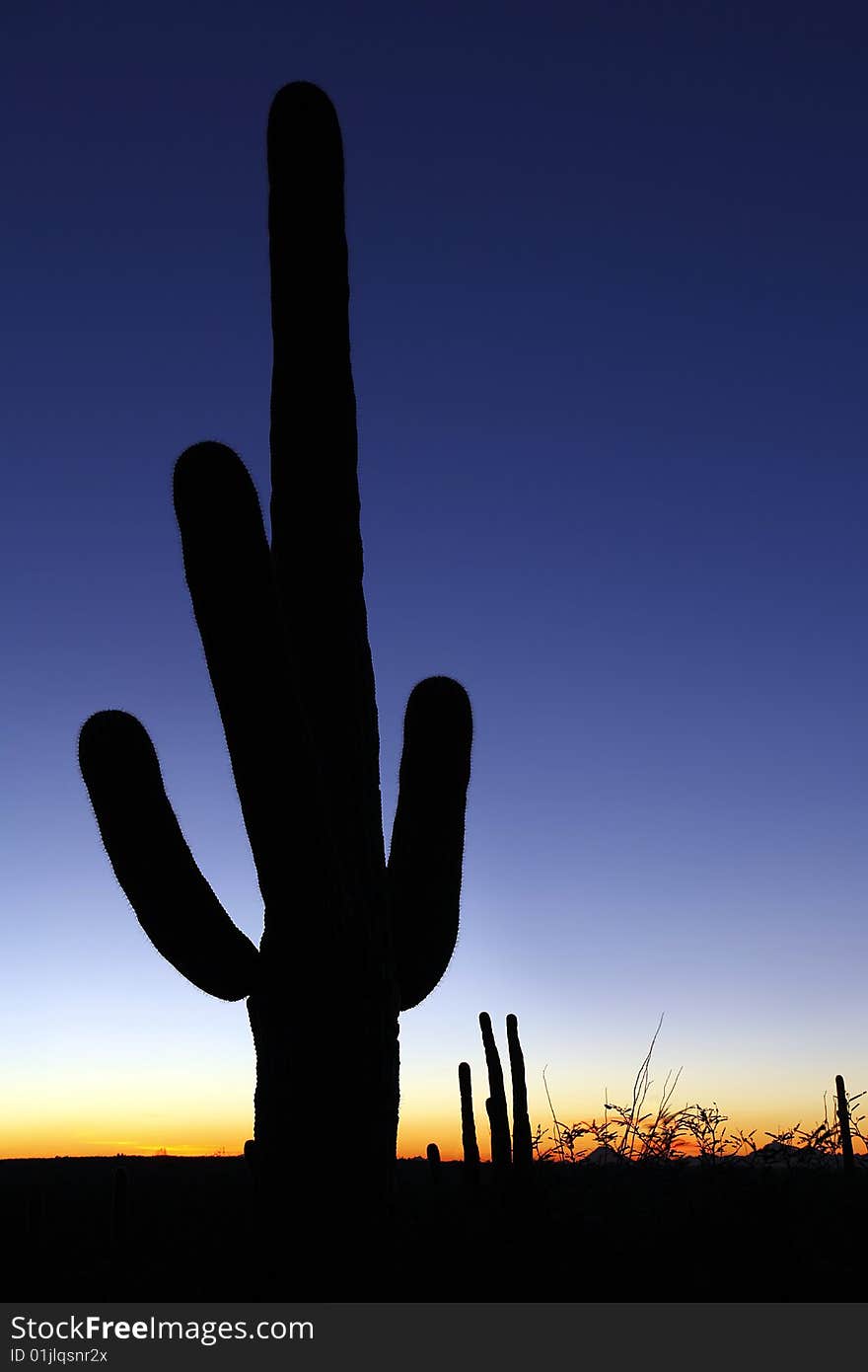 Clear sky saguaro sunset vertical