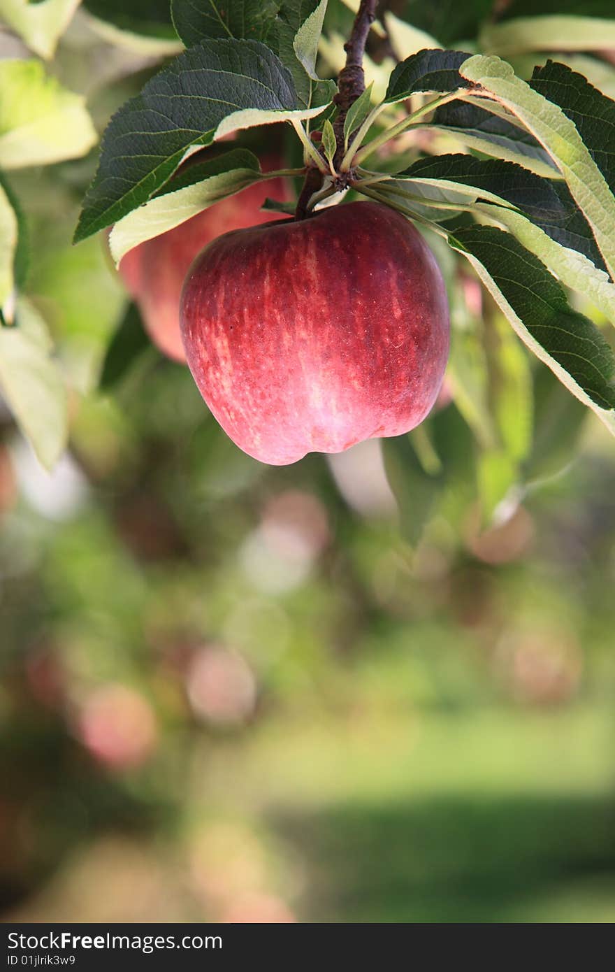 A close up view of an apple hanging on the tree. A close up view of an apple hanging on the tree