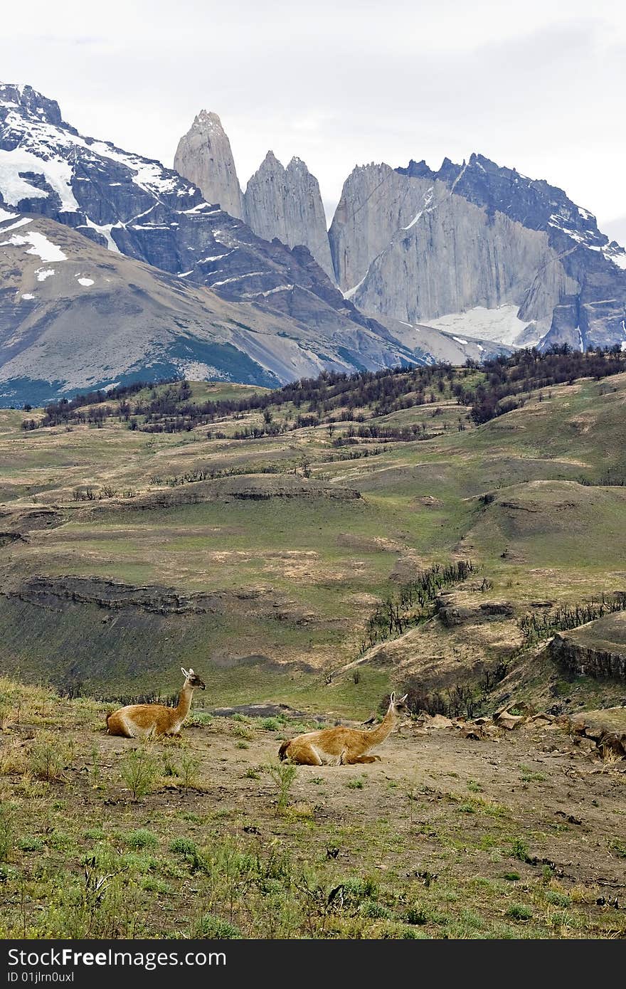 Guanacos with Mountain Backdrop Patagonia