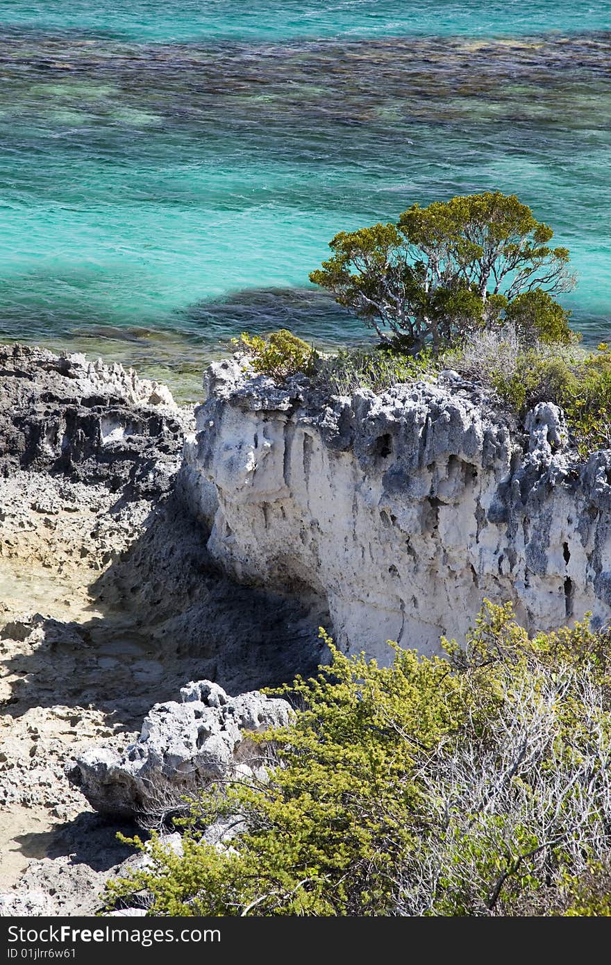 Half Sound Cliff and Tree