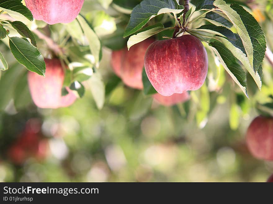 A close up view of an apples hanging on the tree. A close up view of an apples hanging on the tree