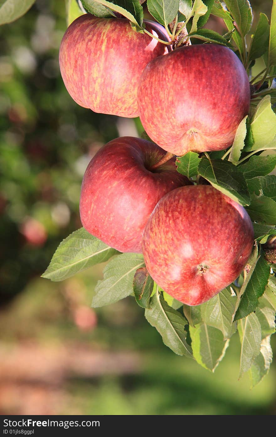 A bunch of four apples hanging on the tree . A bunch of four apples hanging on the tree