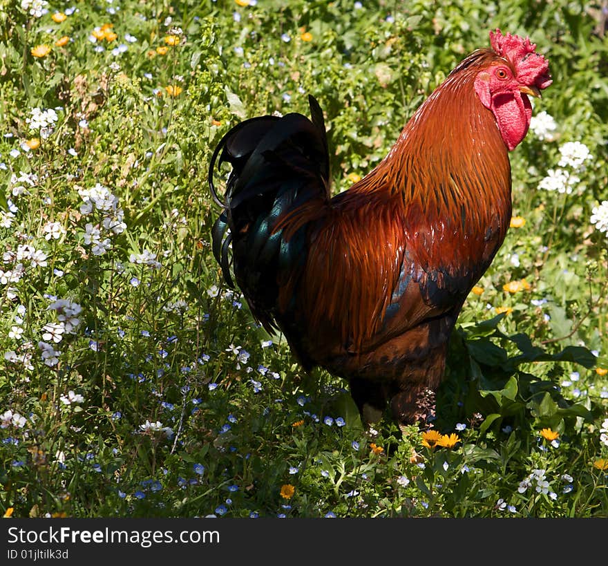 Photo of free range rooster