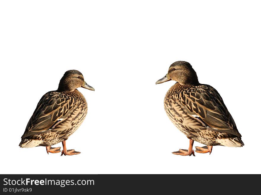 A pair of ducks on a light background. A pair of ducks on a light background.