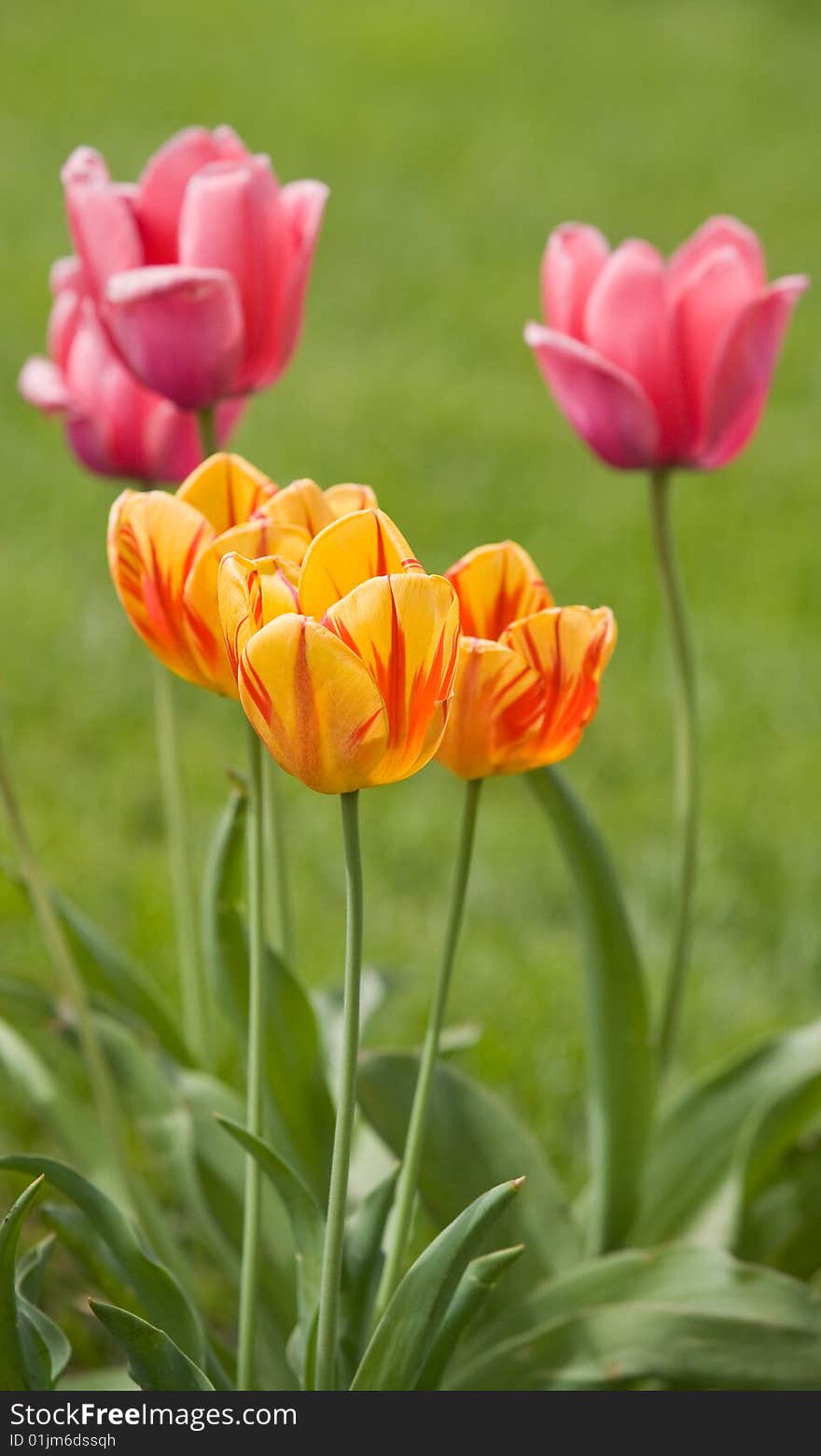 Spring Tulips