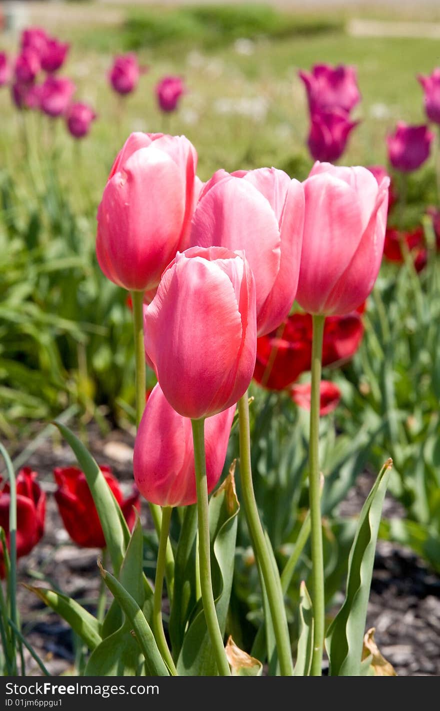 Spring Tulips