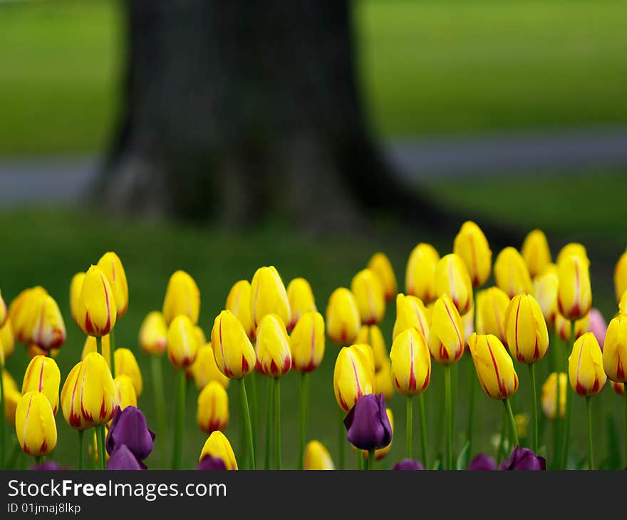 Beautiful tulips in the spring. Beautiful tulips in the spring