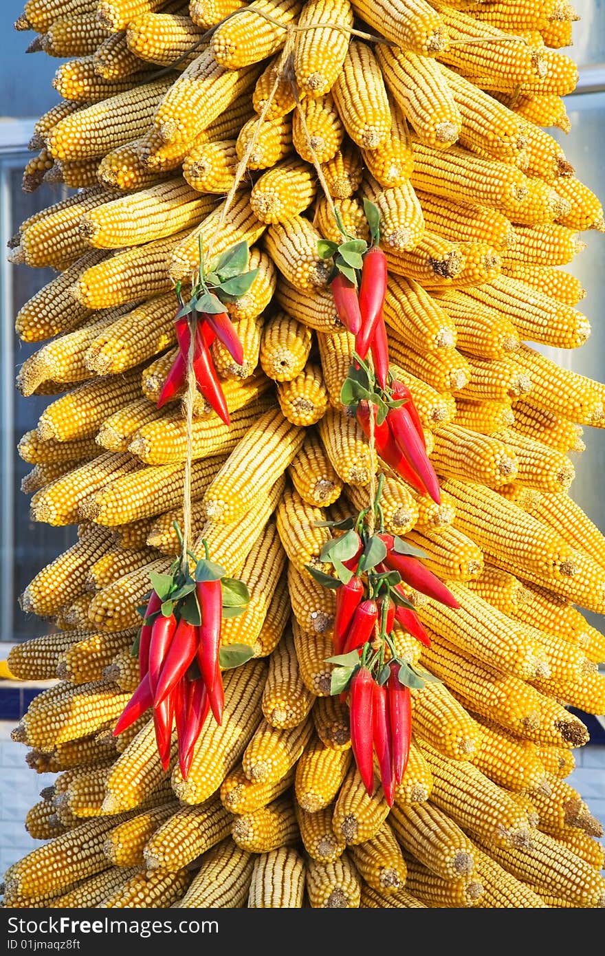 Dry ears of corn on the cob