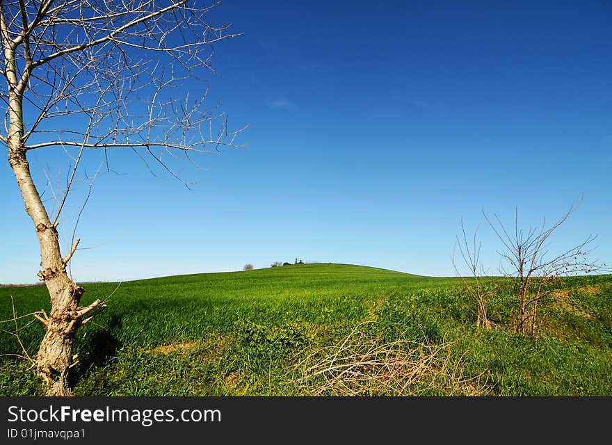 Green field and blue sky