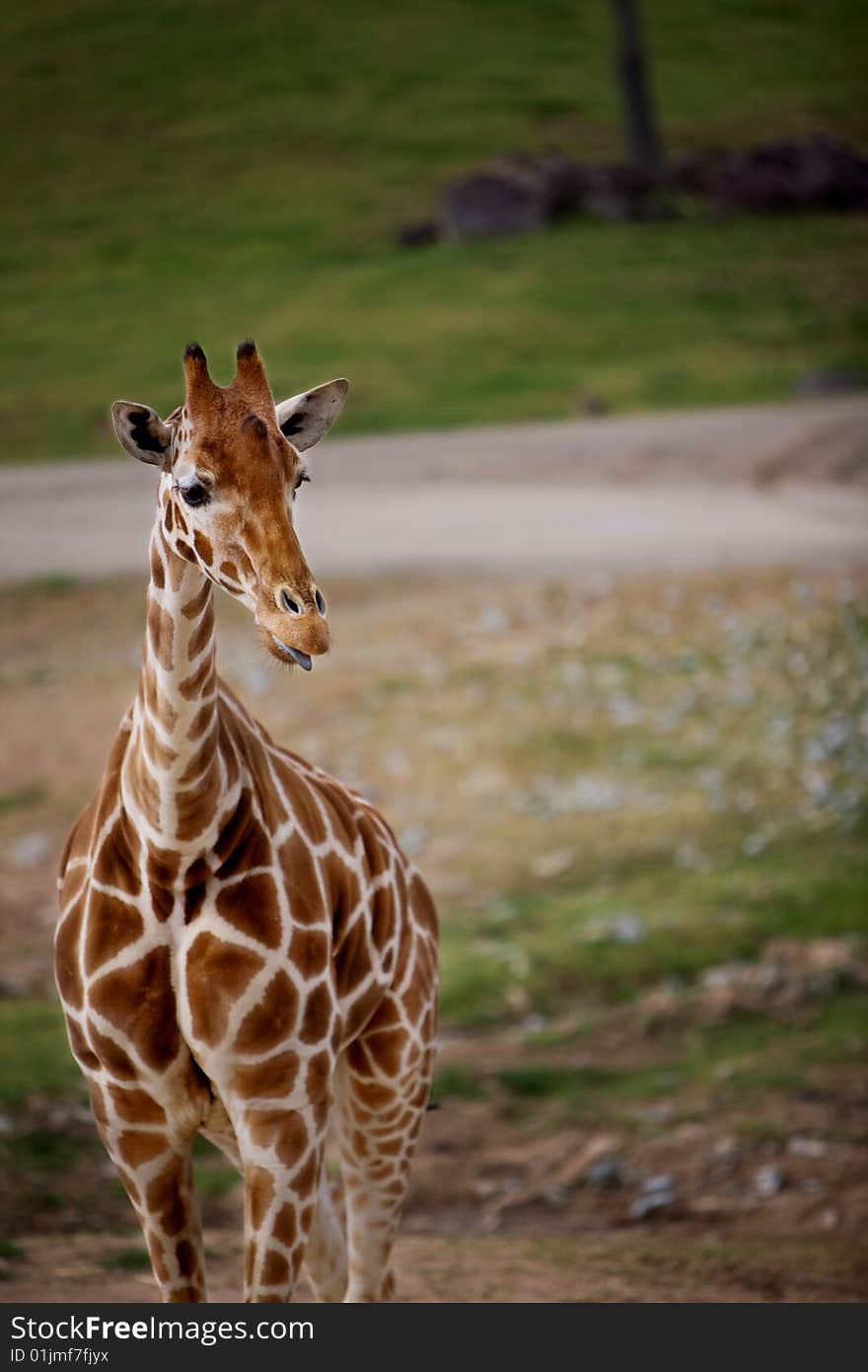 A Giraffe standing tall in a green field