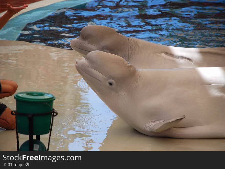 Two belugas in an aquapark