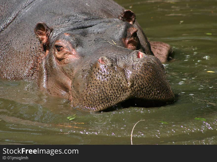 Muzzle of one hippopotamus in water