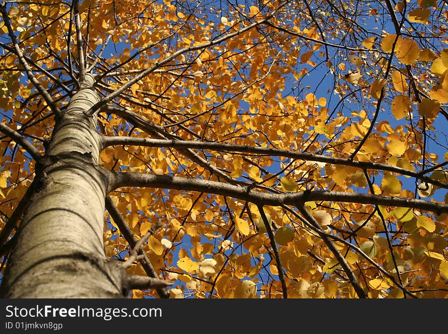 Autumn tints in Kazan, Russia.