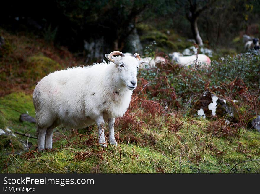 A sheep with horns stands gazing