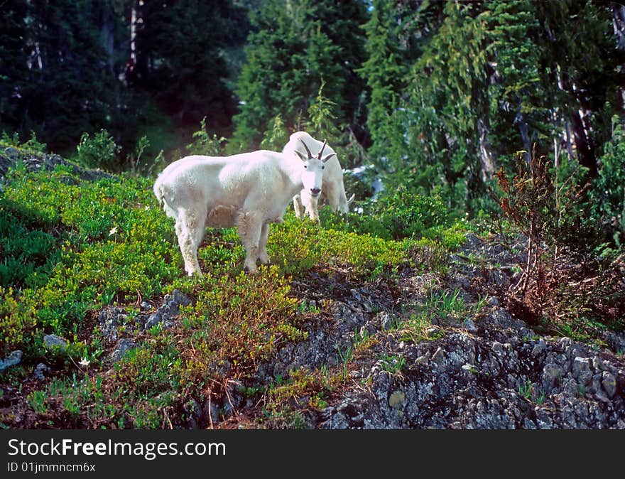 Curious Mountain Goats,