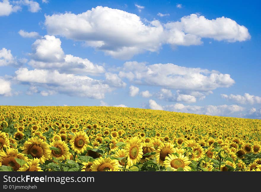 Sunflower field