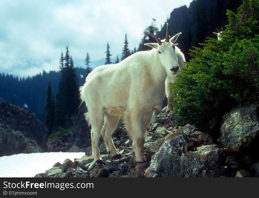 Curious Mountain Goats,