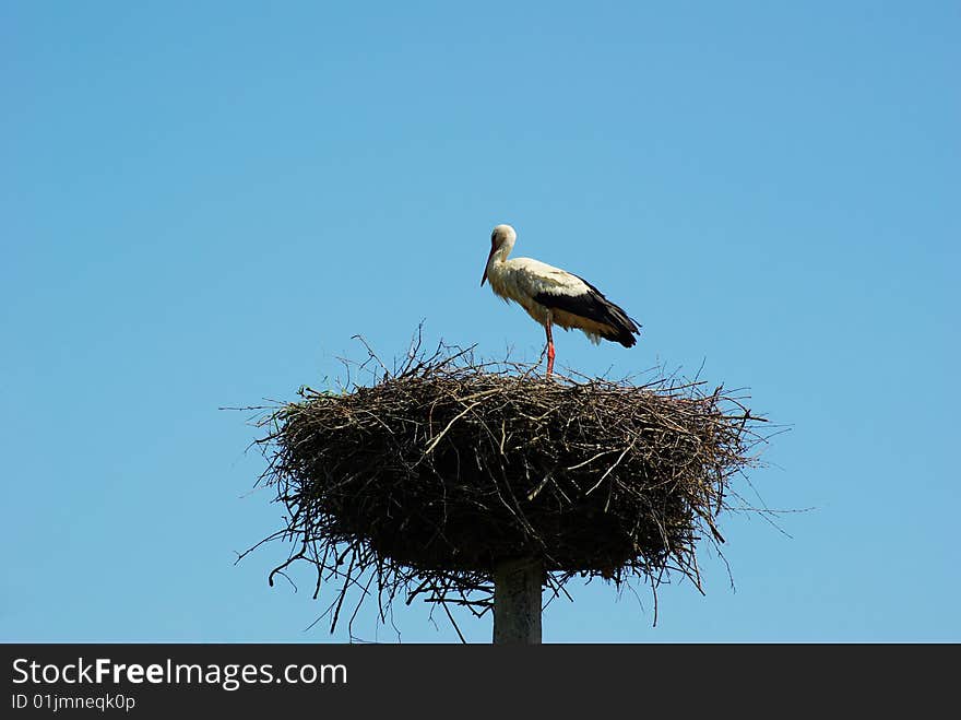 Storks in their nest on sky