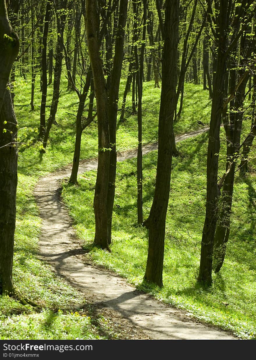 Green forest background in sunny day