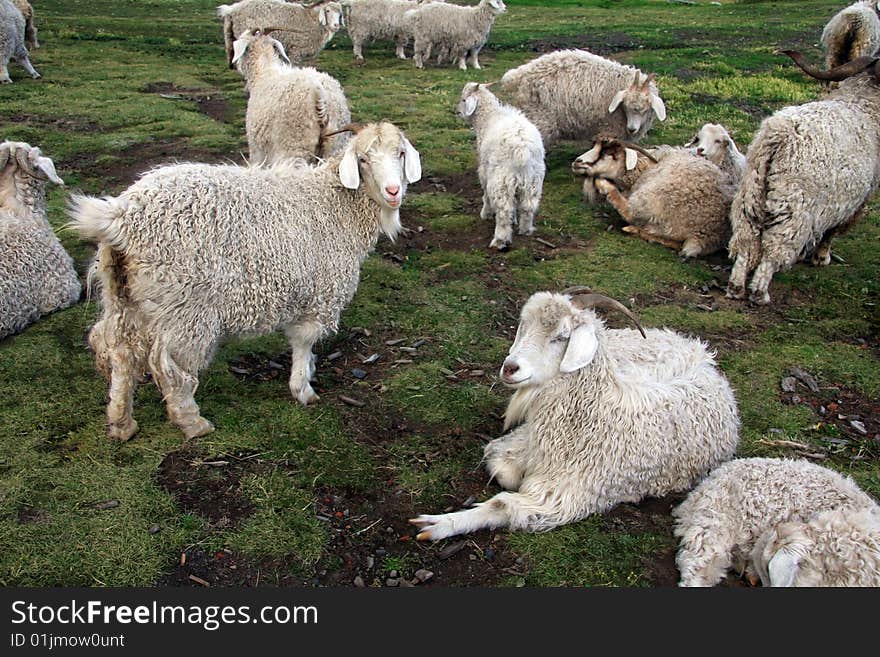 A herd of sheeps at the ranch in Patagonia