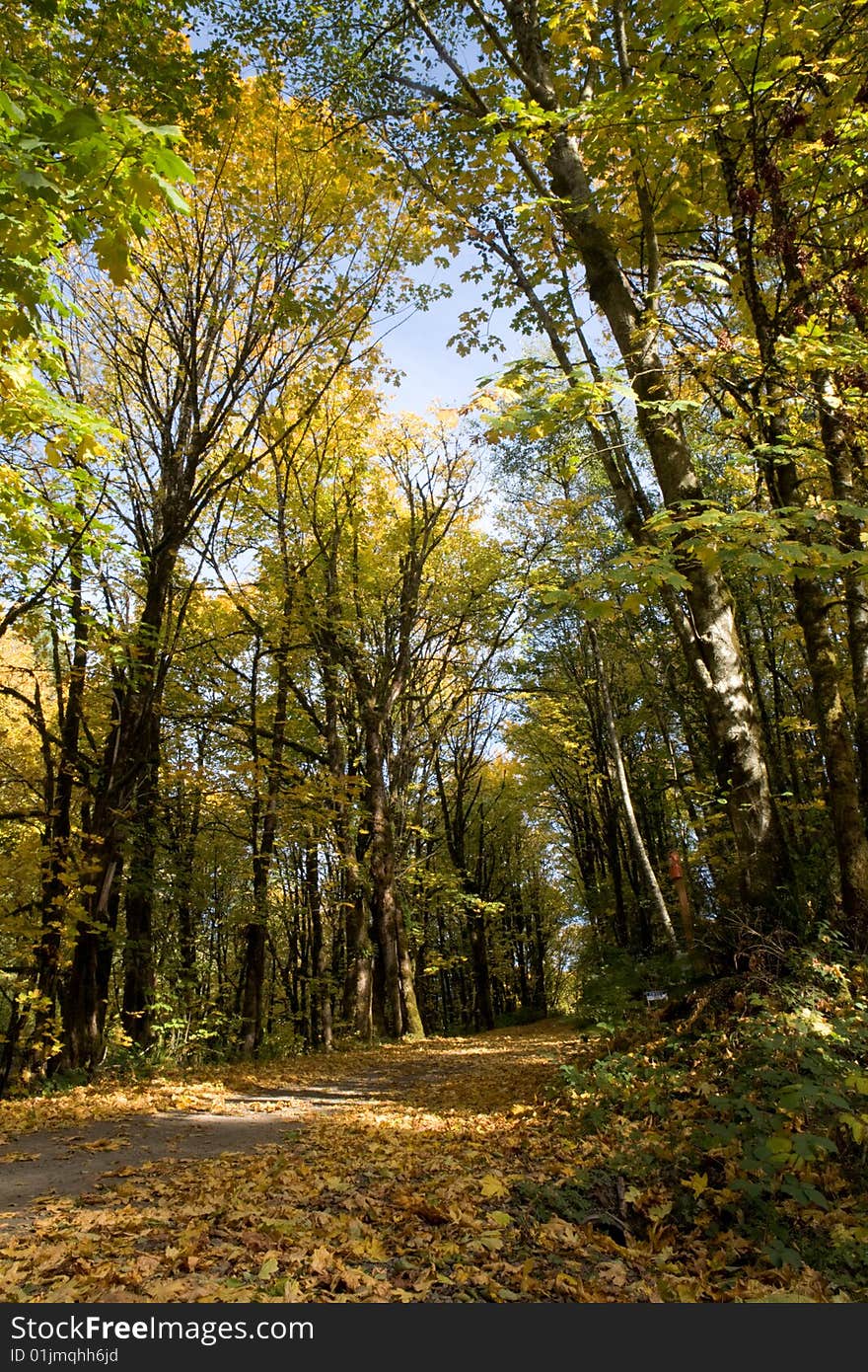 Fall leaves lie on a country road during autumn