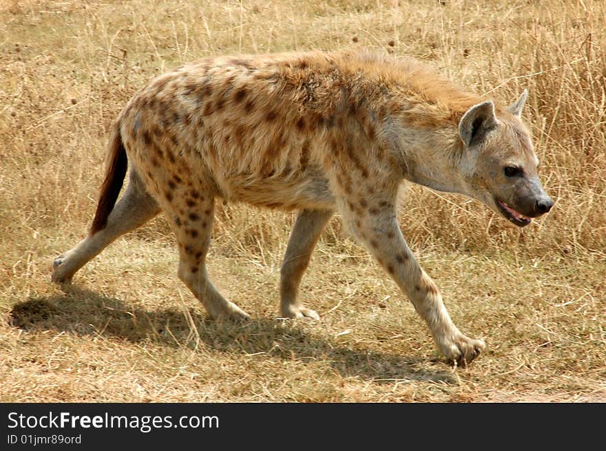 Hungry hyena