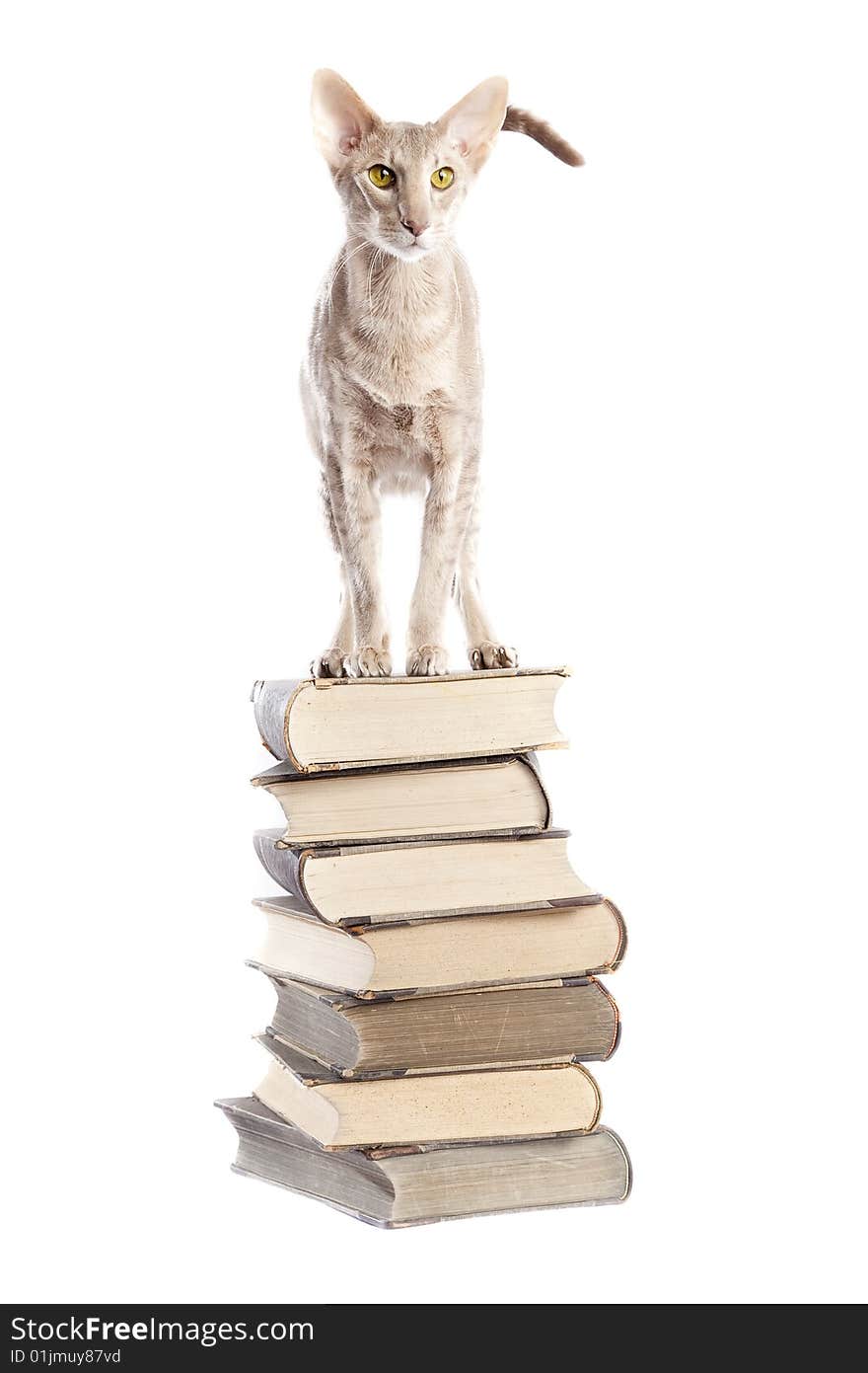 Short haired cat on the book pile