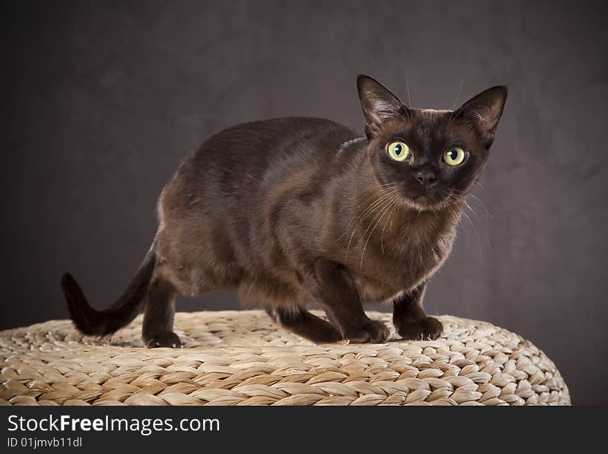 Dark Brown Cat