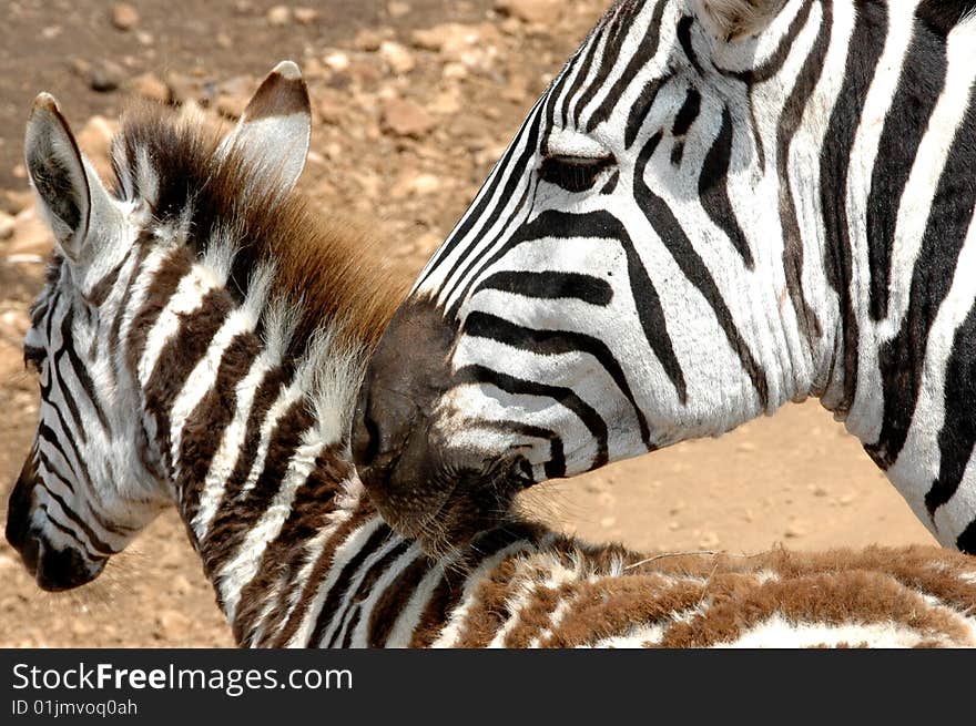 Mother and Child Zebra