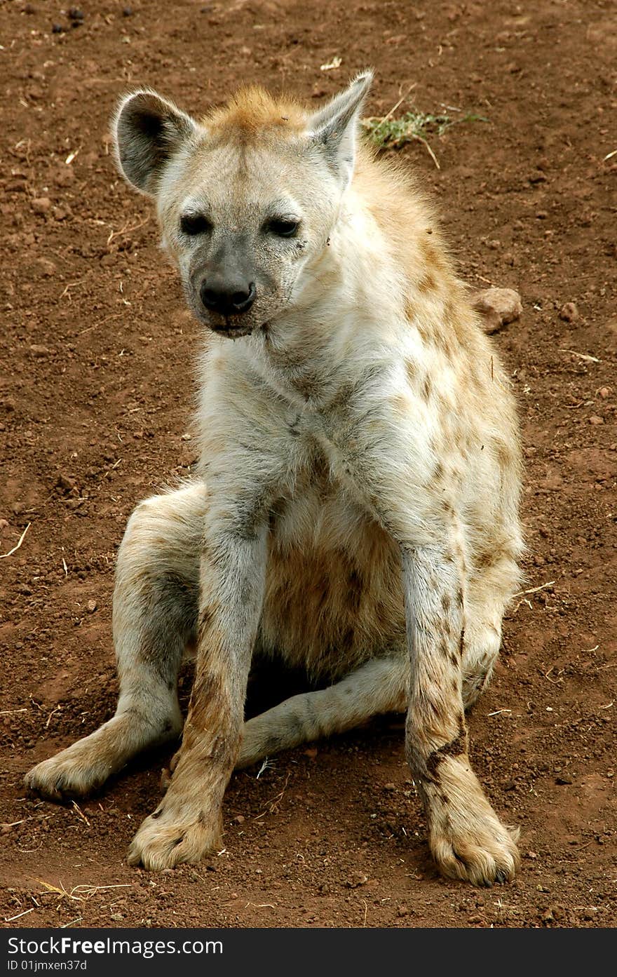 Cute Hyena