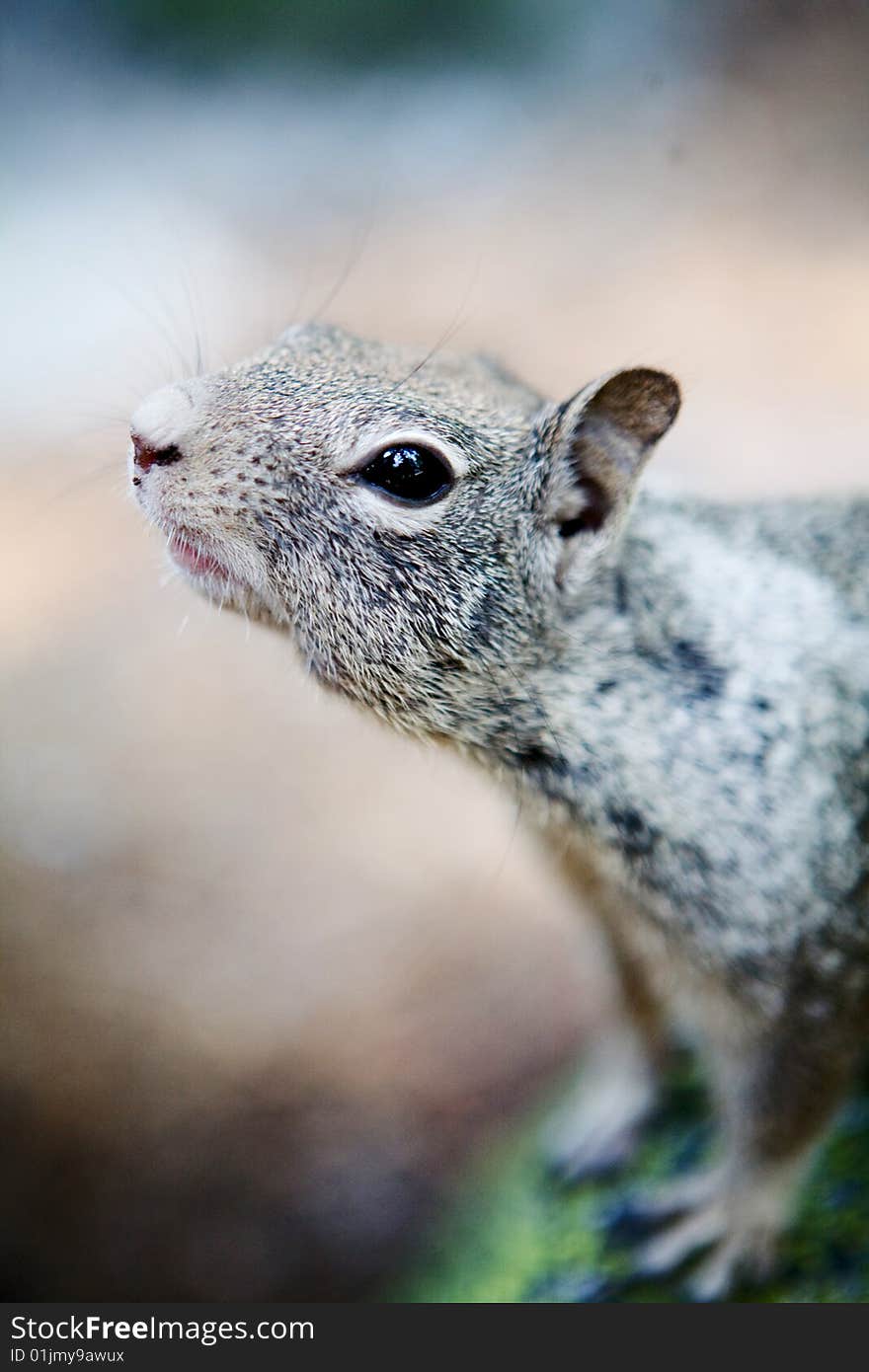 A cute squirrel looks inquisitively for food