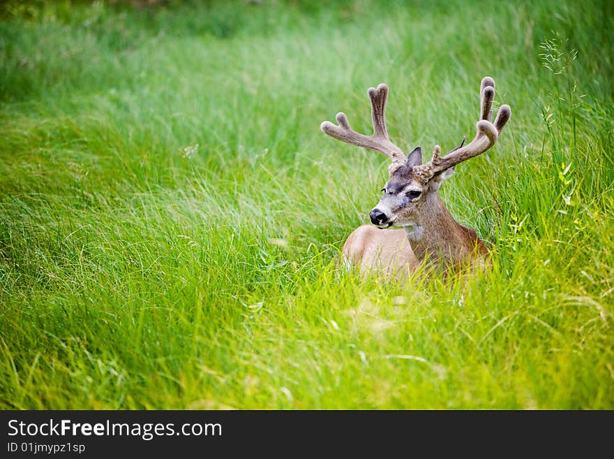 A male deer lies in a meadow. A male deer lies in a meadow