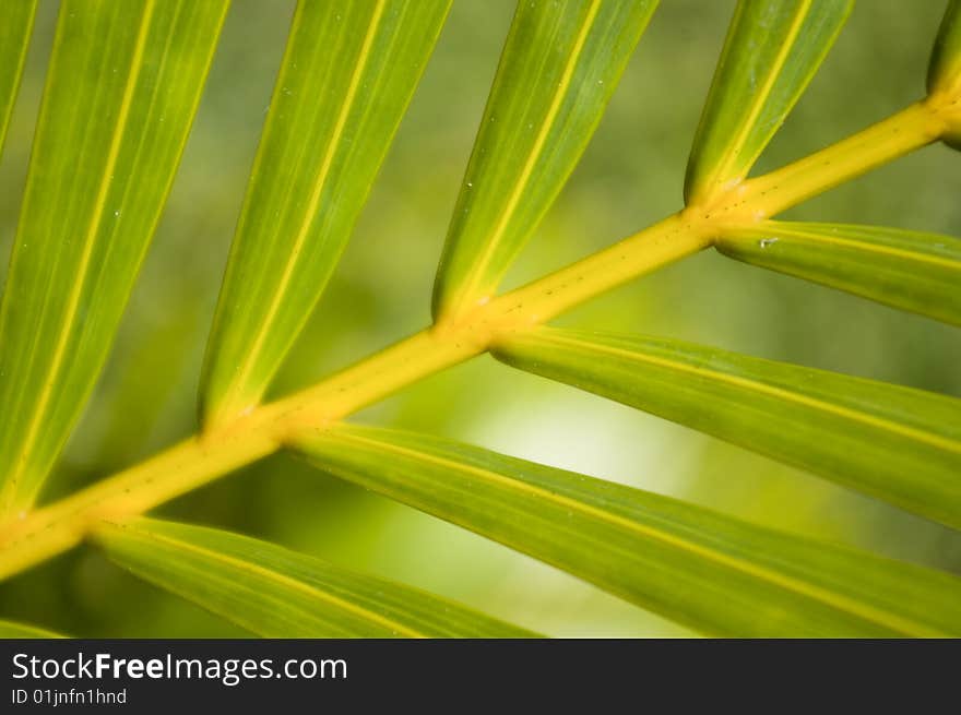 Detail of a palm frond; La Ceiba, Honduras, C.A. Detail of a palm frond; La Ceiba, Honduras, C.A.