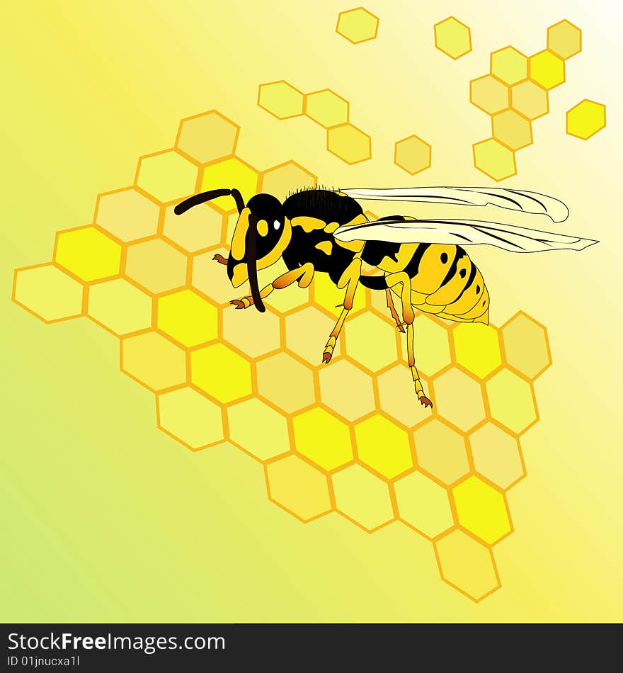 Vector illustration with wasp and honey