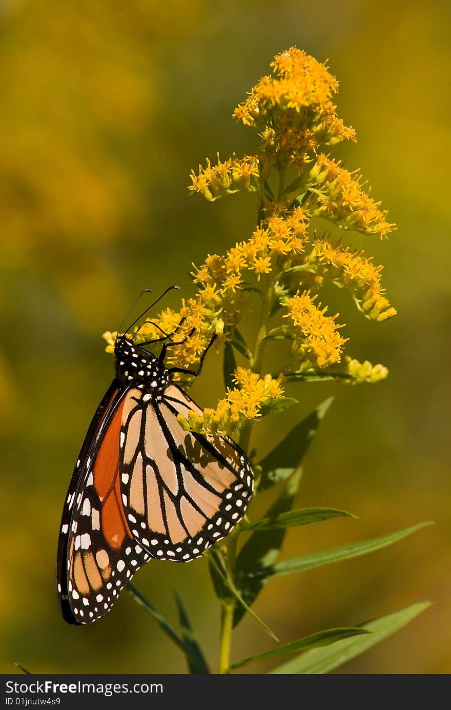 Monarch butterfly on goldenrod flowers.