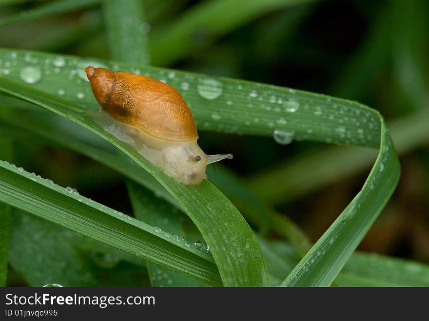 Snail sliding along grass covered with raindrops