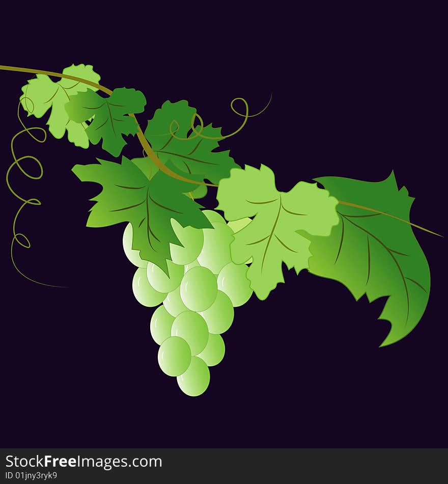 Vector illustration with green grape on black background