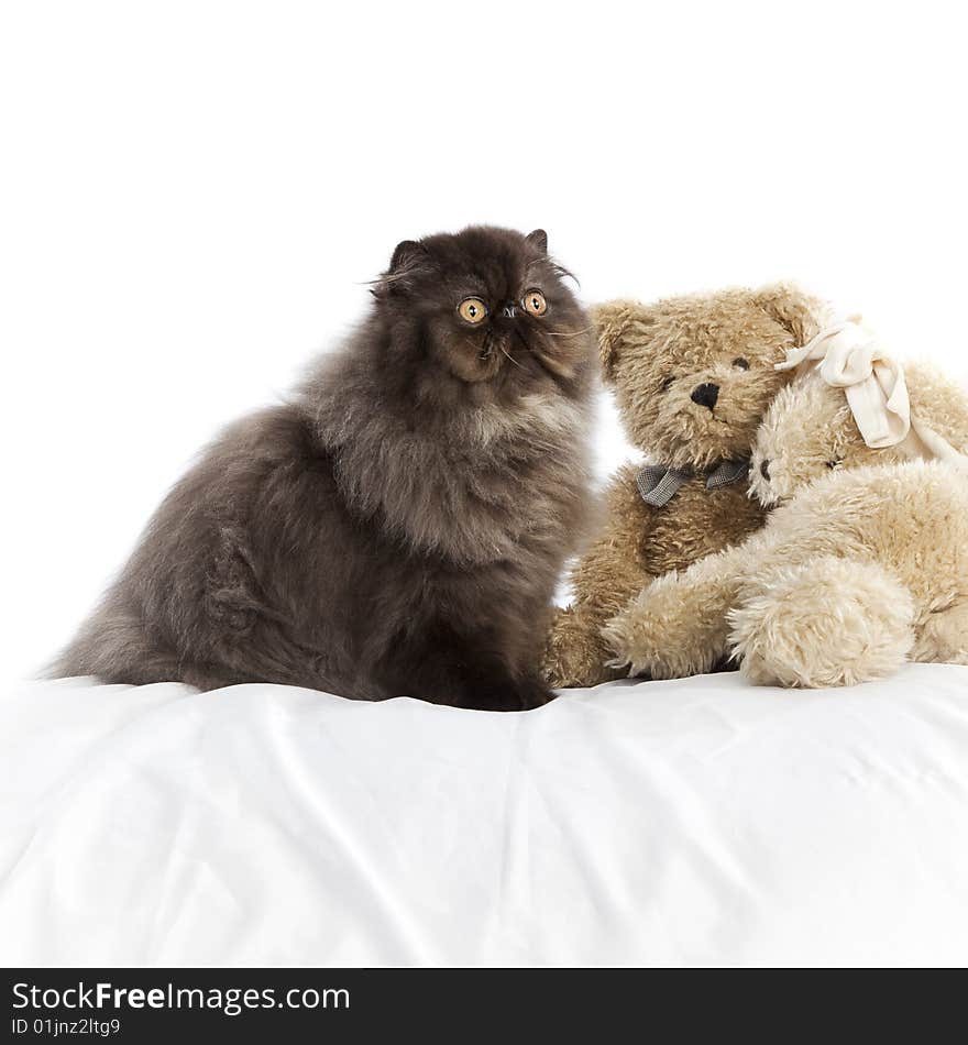 Long haired persian cat