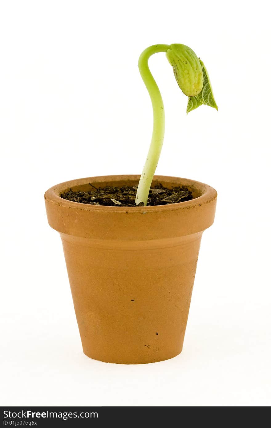 A bean growing in a pot. A bean growing in a pot