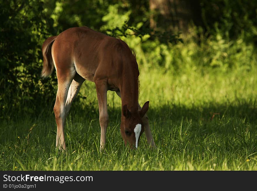 Arabian foal grazing in spring pasture. Arabian foal grazing in spring pasture.